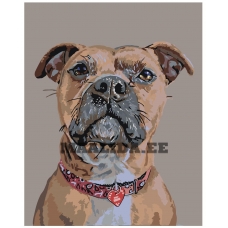 Maalid numbrite järgi A101