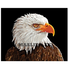 Maalid numbrite järgi A420