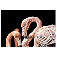 Maalid numbrite järgi A431