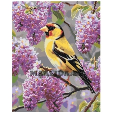 Maalid numbrite järgi A5II-SN86