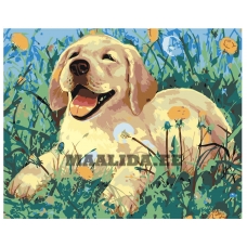 Maalid numbrite järgi A61