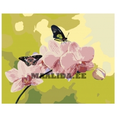 Maalid numbrite järgi ARTH-AH243