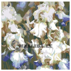 Maalid numbrite järgi F19