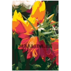 Maalid numbrite järgi F40