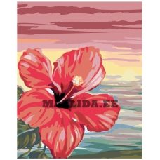 Maalid numbrite järgi F55