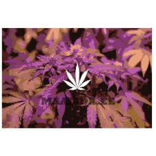 Maalid numbrite järgi RA263