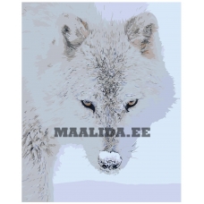 Maalid numbrite järgi Z-AB311