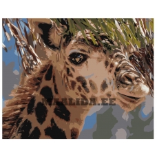 Maalid numbrite järgi Z-AB370