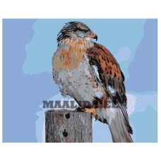 Maalid numbrite järgi Z-AB418