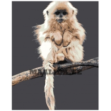 Maalid numbrite järgi Z-AB426