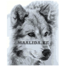 Maalid numbrite järgi Z-MV170