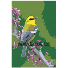 Maalid numbrite järgi Z-NA31