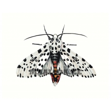 Maalid numbrite järgi Z-NA81