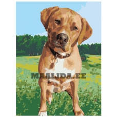 Maalid numbrite järgi ets357-3040