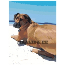 Maalid numbrite järgi ets506-30401