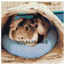 Maalid numbrite järgi ets523-4040