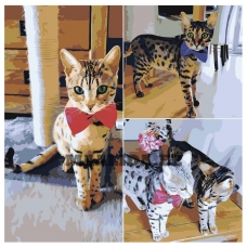 Maalid numbrite järgi ets529-4040