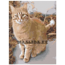 Maalid numbrite järgi ets544-5-30401