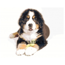 Maalid numbrite järgi z6257