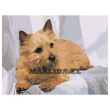 Maalid numbrite järgi zai503176