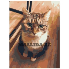 Maalid numbrite järgi zgena110320-4-3040